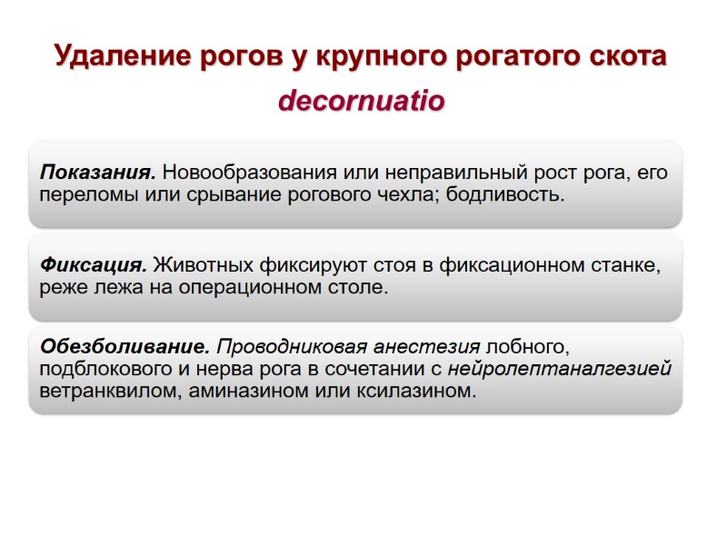 Удаление рогов у крупного рогатого скота decornuatio Удаление рогов у крупного рогатого скота decornuatio